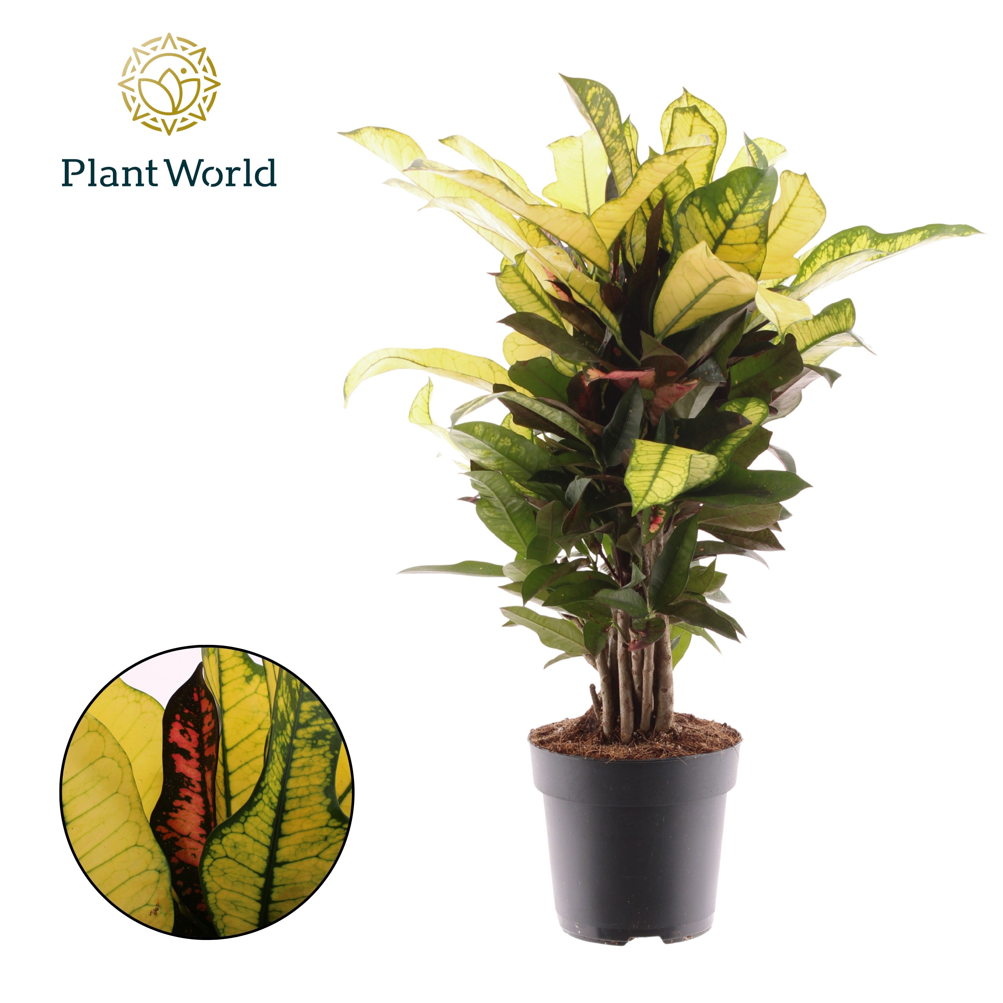 Горшечные цветы и растения оптом Croton Wilma Branched от 6шт из Голландии с доставкой по России
