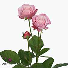 Срезанные цветы оптом Rosa sp lady bombastic от 12шт из Голландии с доставкой по России