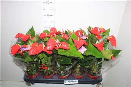 Горшечные цветы и растения оптом ** Anthu An Bambino Red 5+ * Autumn Promo * от 10шт из Голландии с доставкой по России