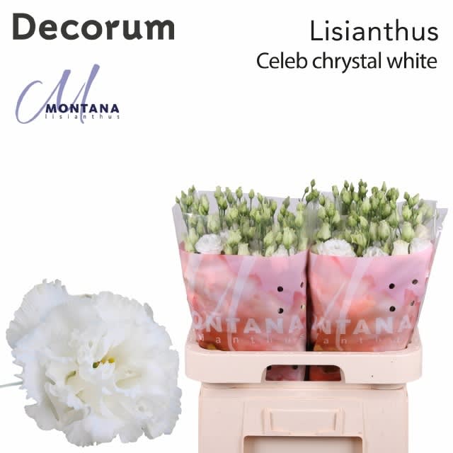 Срезанные цветы оптом Lisianthus do celeb chrystal от 40шт из Голландии с доставкой по России