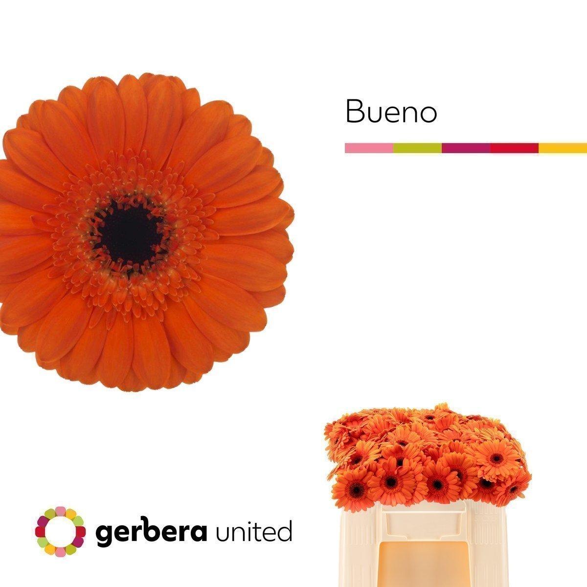 Срезанные цветы оптом Germini bueno от 80шт из Голландии с доставкой по России