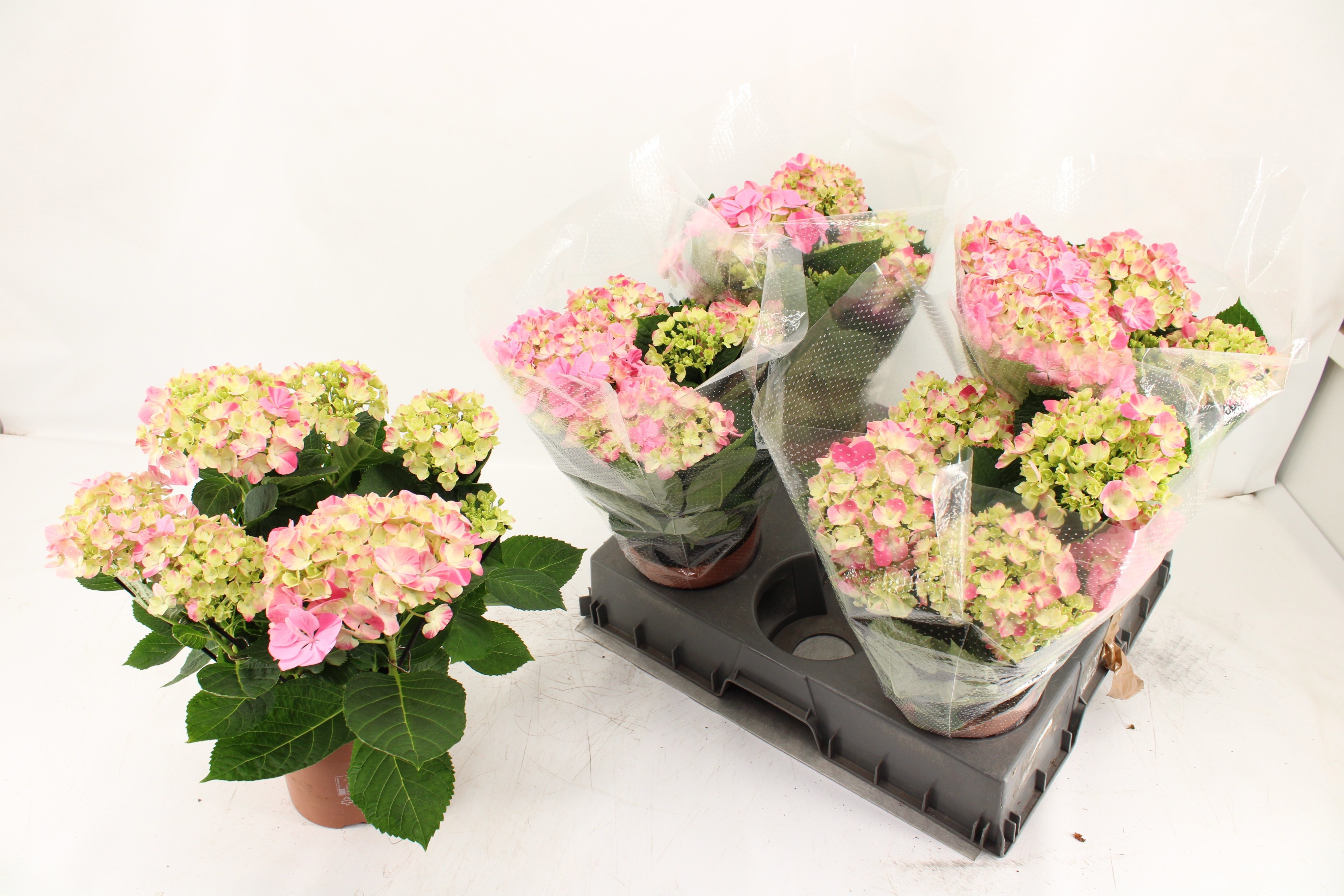 Горшечные цветы и растения оптом Hydr M Sweet Campino от 5шт из Голландии с доставкой по России