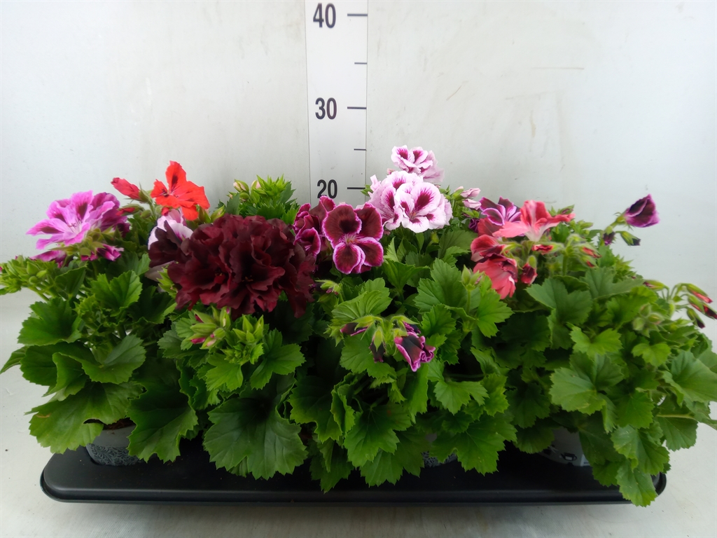 Горшечные цветы и растения оптом Pelargonium Gran.   ..mix от 8шт из Голландии с доставкой по России