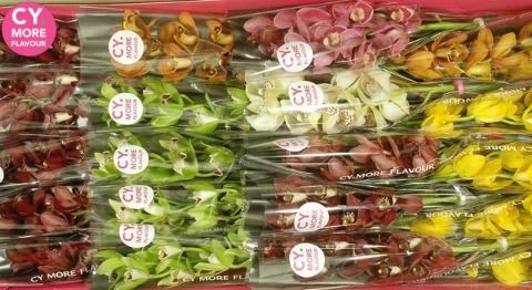 Срезанные цветы оптом Minicymbidium mix от 20шт из Голландии с доставкой по России