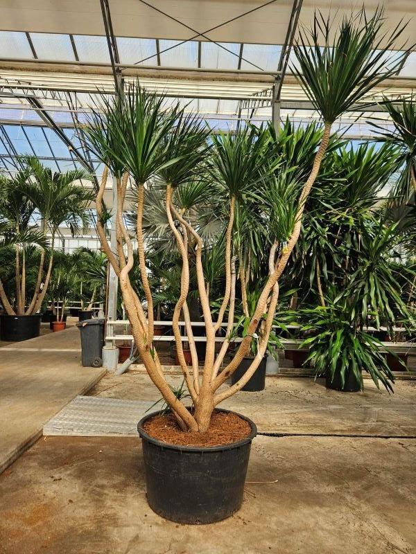 Горшечные цветы и растения оптом Dracaena Draco от 1шт из Голландии с доставкой по России