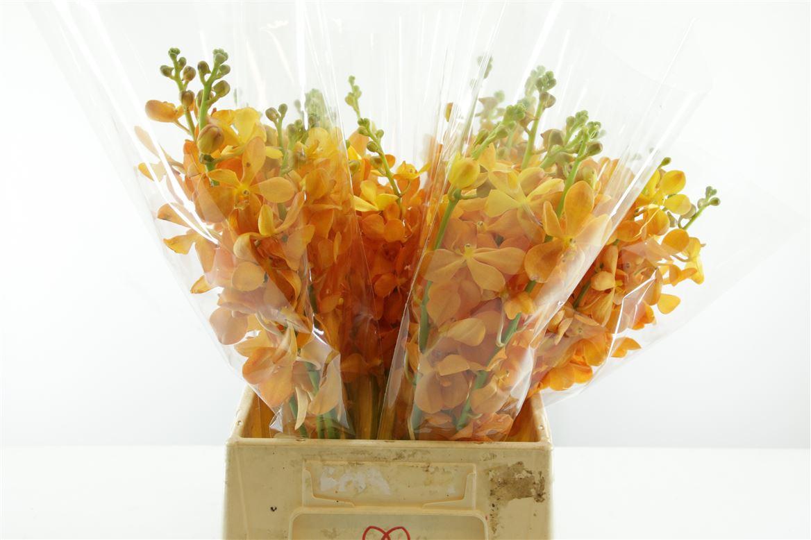 Срезанные цветы оптом Dendrobium orange от 15шт из Голландии с доставкой по России