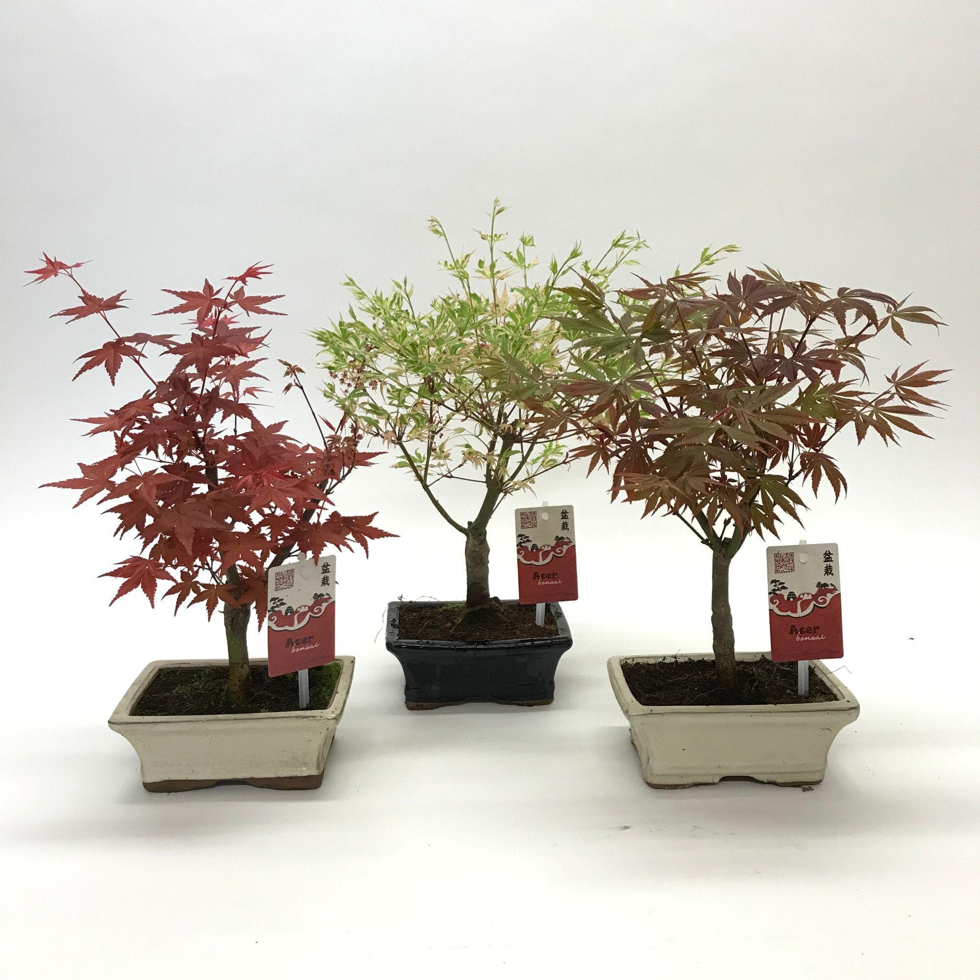 Горшечные цветы и растения оптом Bonsai Acer Mix от 8шт из Голландии с доставкой по России