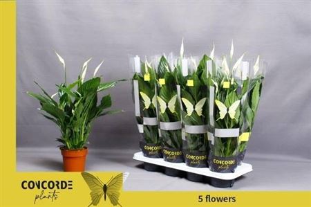 Горшечные цветы и растения оптом Spath Pico Cupido 3-4++ от 8шт из Голландии с доставкой по России