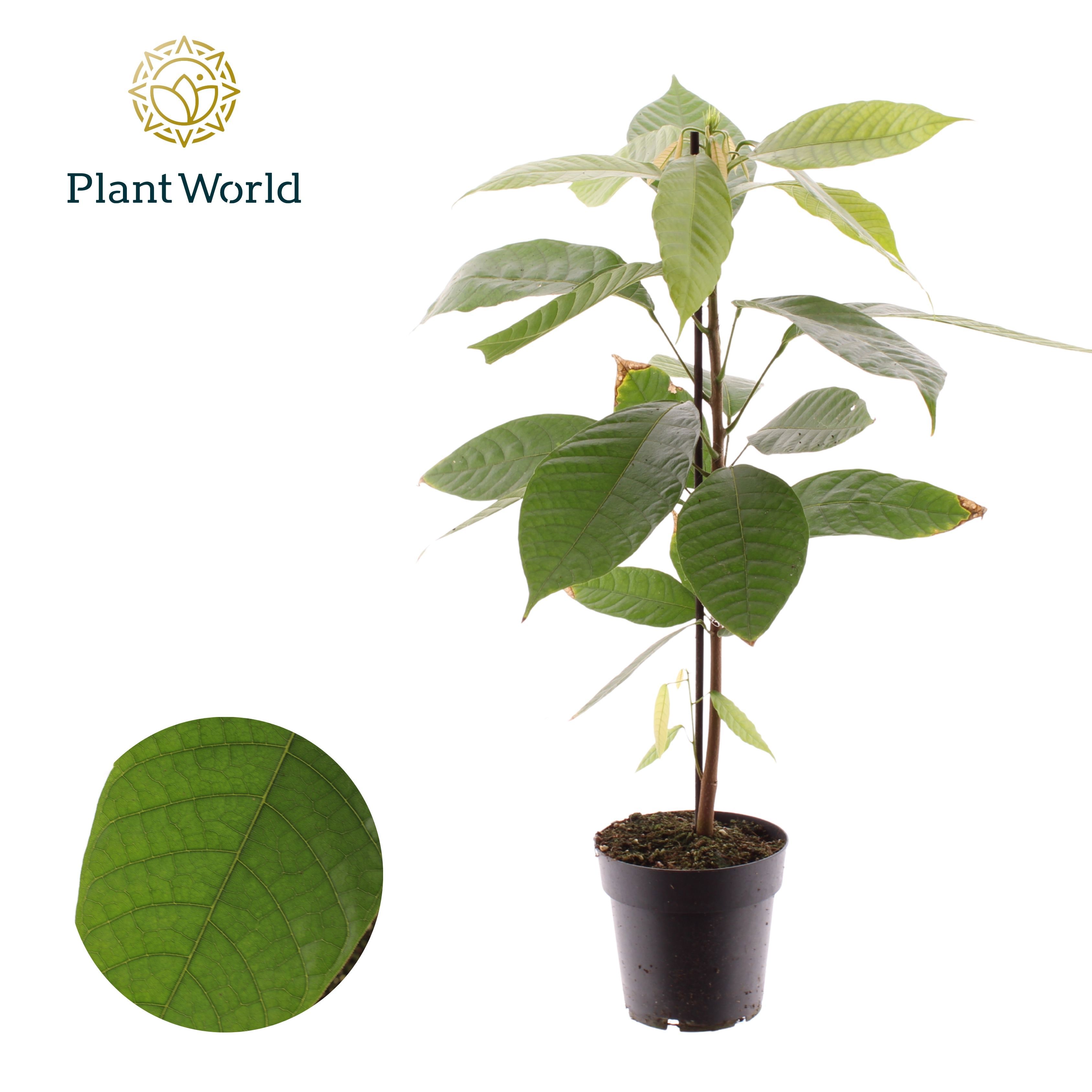 Горшечные цветы и растения оптом Cacao Theobrama от 8шт из Голландии с доставкой по России