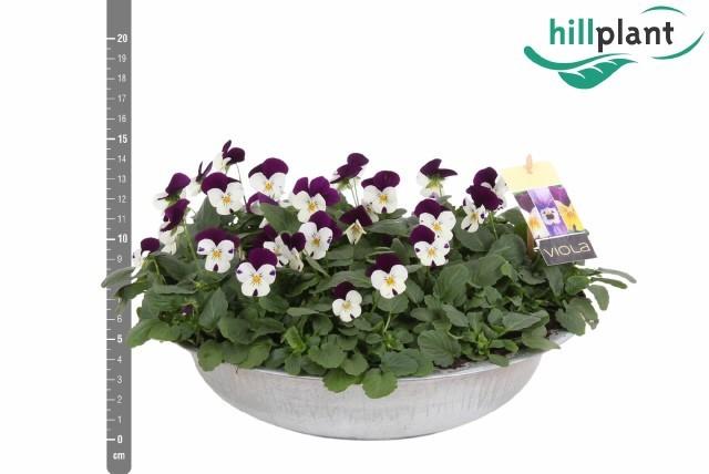 Горшечные цветы и растения оптом Viola (cornuta Grp) White Purple Jump Up от 1шт (для телеги) из Голландии с доставкой по России