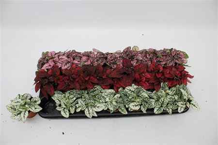Горшечные цветы и растения оптом Hypoestes Mix от 21шт из Голландии с доставкой по России