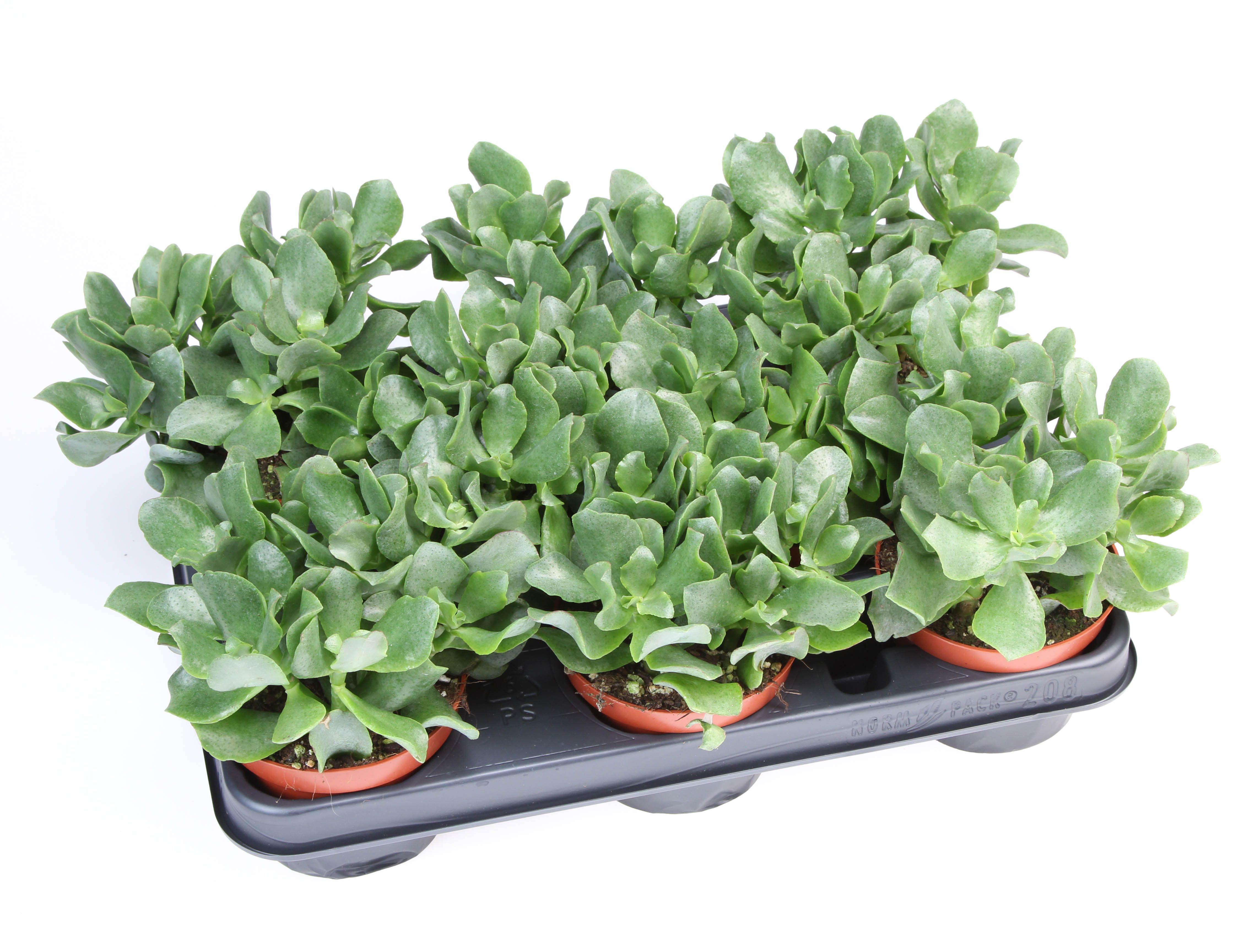 Горшечные цветы и растения оптом Crassula Aborescens от 8шт из Голландии с доставкой по России