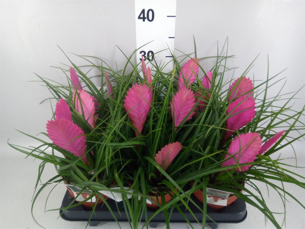 Горшечные цветы и растения оптом Tillandsia Cyanea anita от 6шт из Голландии с доставкой по России