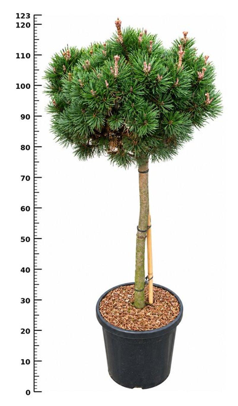 Горшечные цветы и растения оптом Pinus Mugo Lilliput On Stem от 1шт из Голландии с доставкой по России