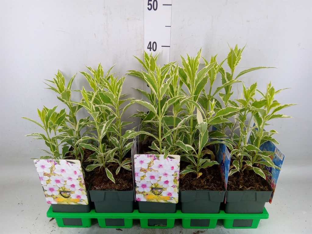 Горшечные цветы и растения оптом Phlox Paniculata Flame Pro Soft от 10шт из Голландии с доставкой по России