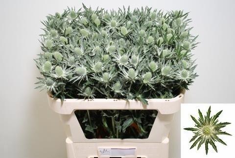 Срезанные цветы оптом Eryngium sirius от 30шт из Голландии с доставкой по России
