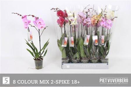 Горшечные цветы и растения оптом Phal Gem 8 Kl 2 Branche 18+ 50% Vert. от 10шт из Голландии с доставкой по России