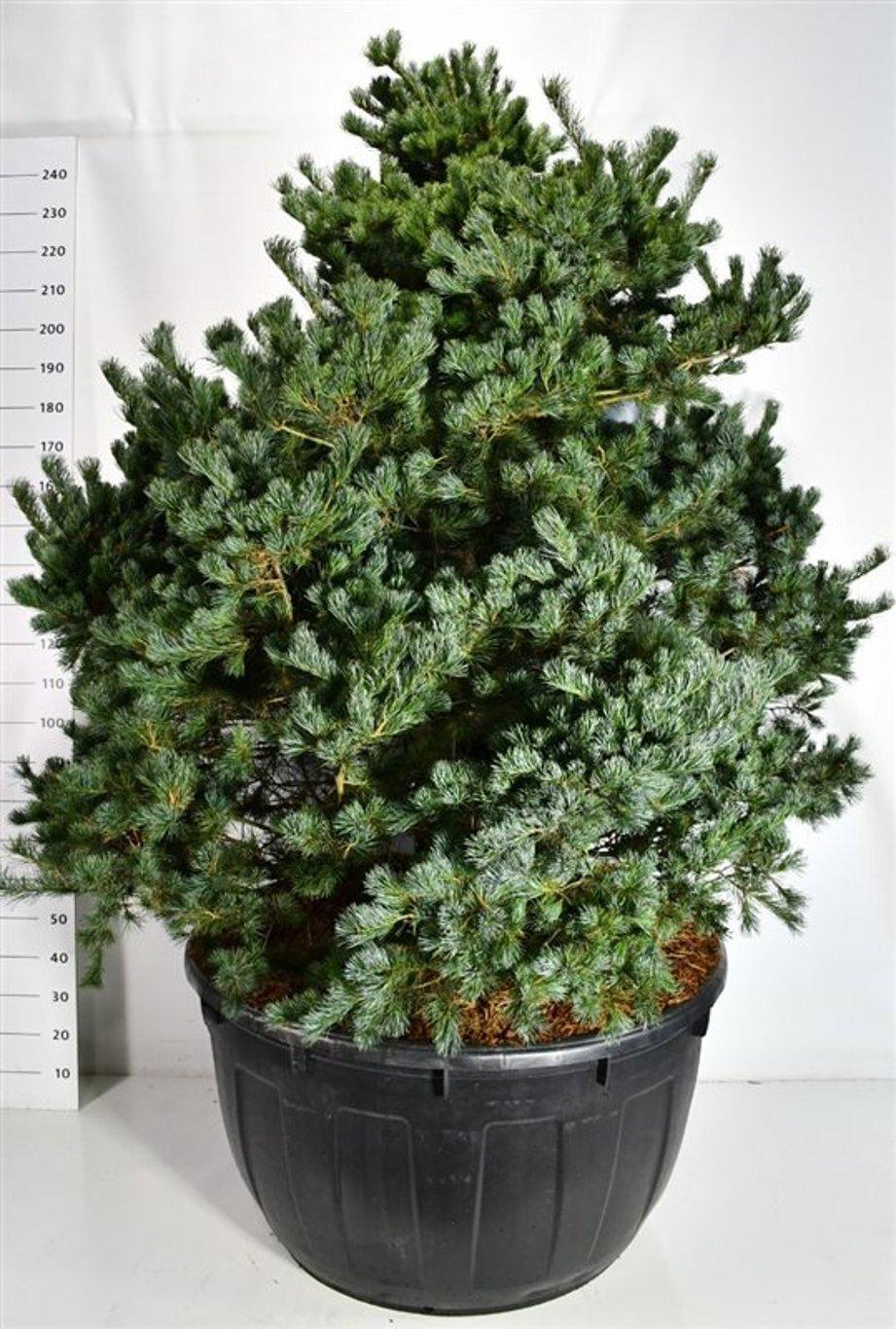 Горшечные цветы и растения оптом Pinus Parv. negishi от 1шт из Голландии с доставкой по России