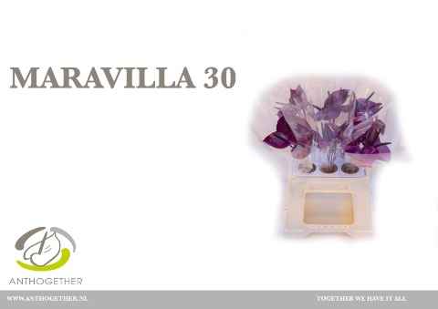 Срезанные цветы оптом Anthurium maravilla от 30шт из Голландии с доставкой по России