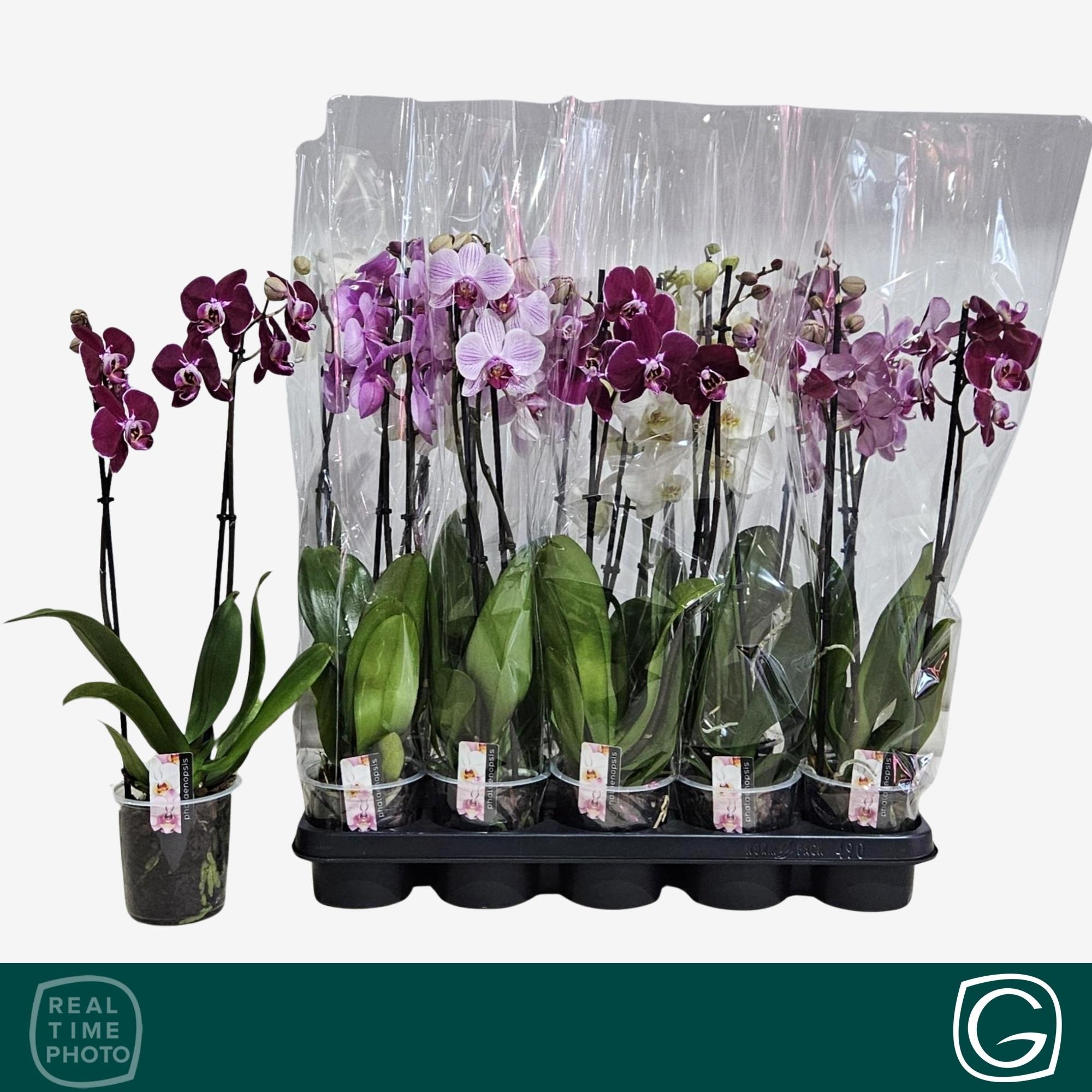 Горшечные цветы и растения оптом Phal Gem 4 Kl от 10шт из Голландии с доставкой по России