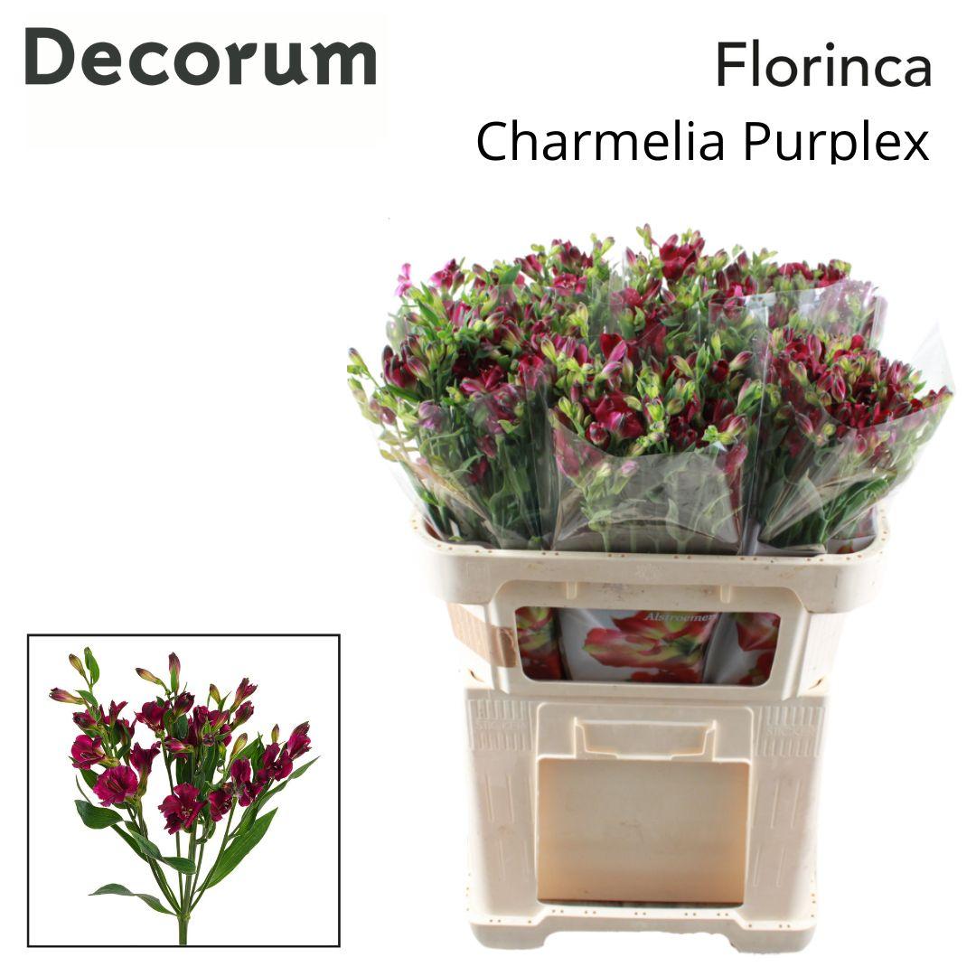 Срезанные цветы оптом Alstroemeria fl charmelia purplex от 60шт из Голландии с доставкой по России