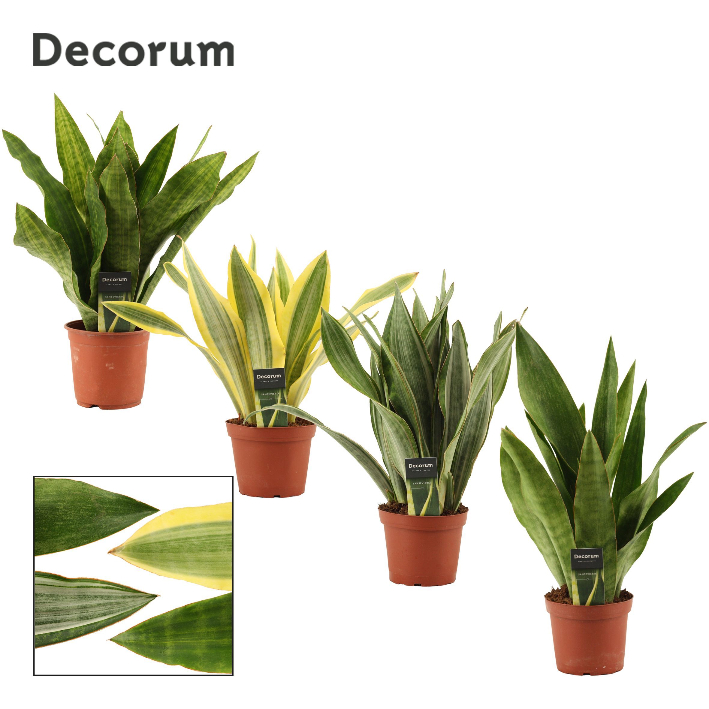 Горшечные цветы и растения оптом Sansevieria Aubrytiana Mix (decorum) от 7шт из Голландии с доставкой по России