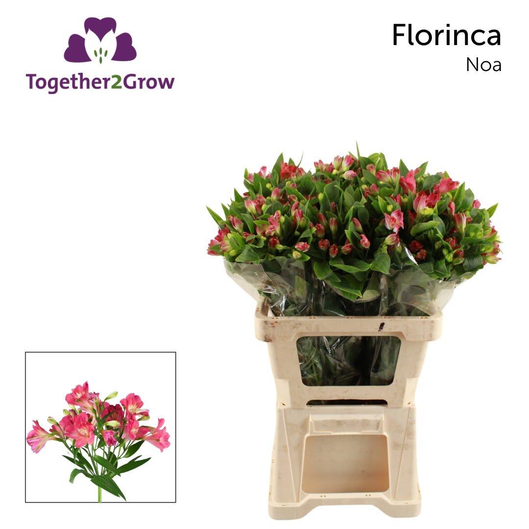 Срезанные цветы оптом Alstroemeria fl noa от 60шт из Голландии с доставкой по России