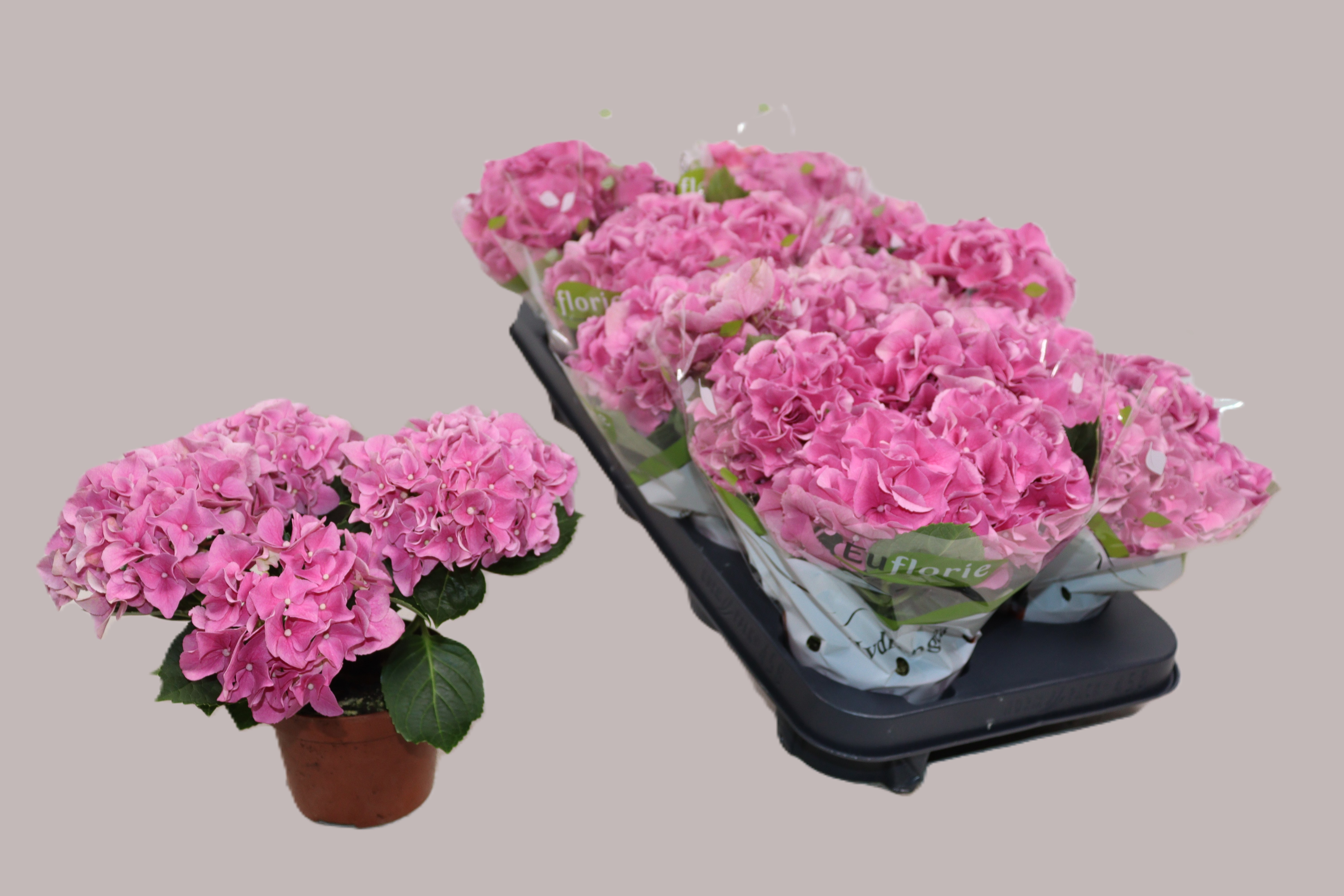 Горшечные цветы и растения оптом Hydr M Early Rosa от 8шт из Голландии с доставкой по России