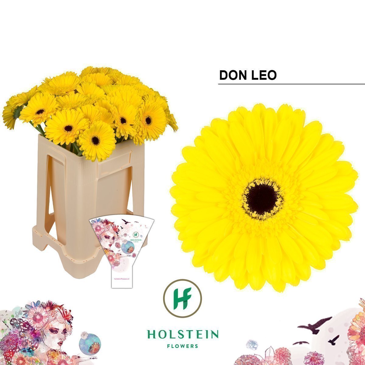 Срезанные цветы оптом Gerbera don leo от 40шт из Голландии с доставкой по России