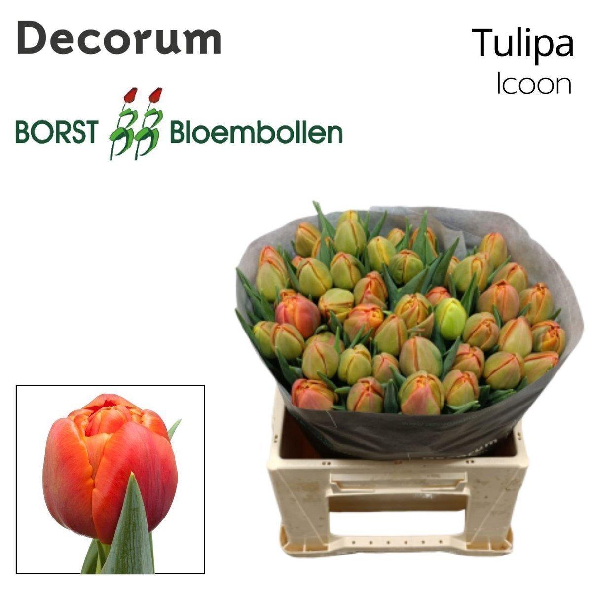 Срезанные цветы оптом Tulipa do icoon от 50шт из Голландии с доставкой по России