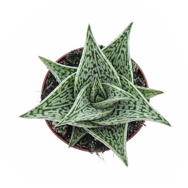 Горшечные цветы и растения оптом Aloe Variegata Tribal от 12шт (для телеги) из Голландии с доставкой по России