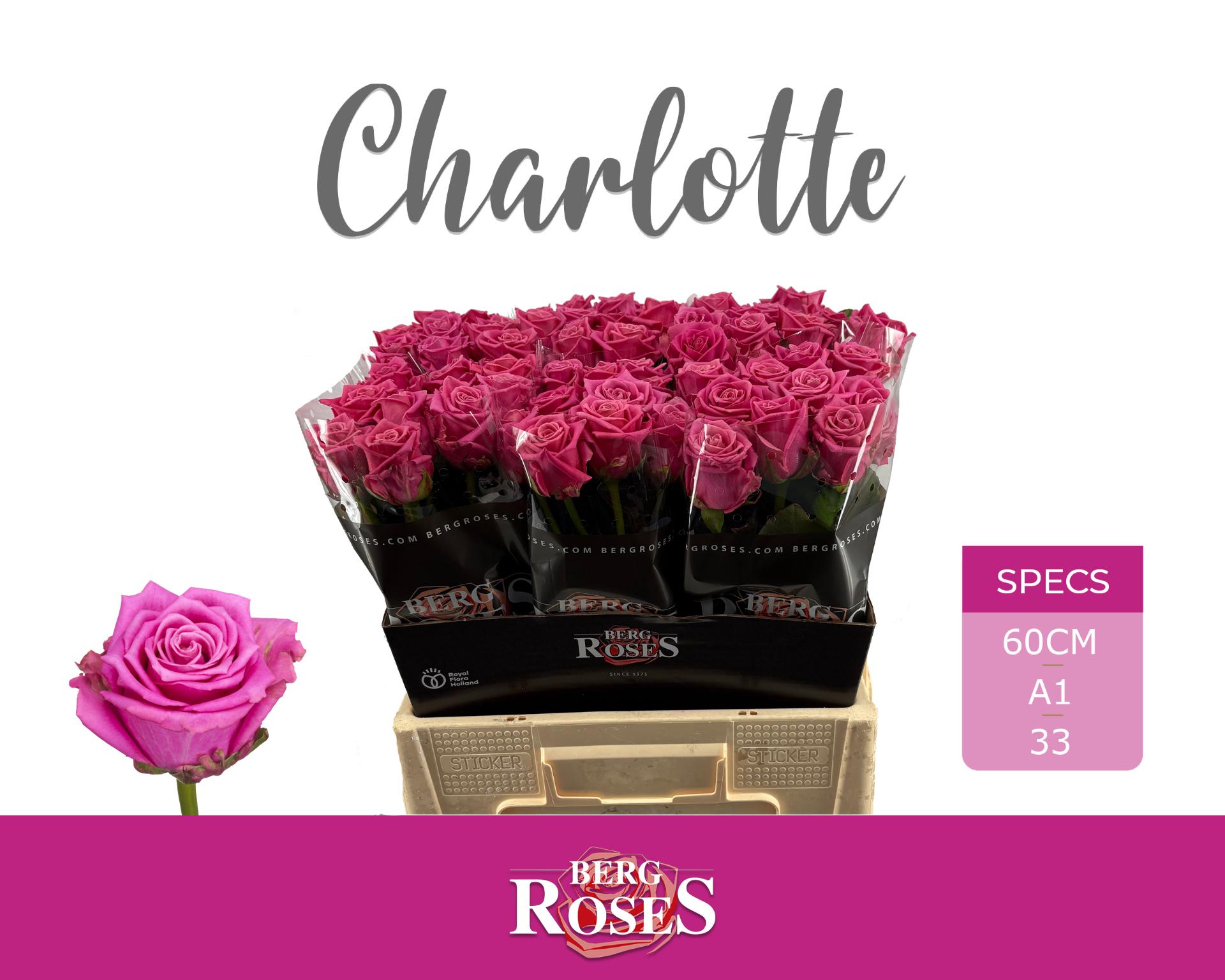 Срезанные цветы оптом Rosa large charlotte от 60шт из Голландии с доставкой по России