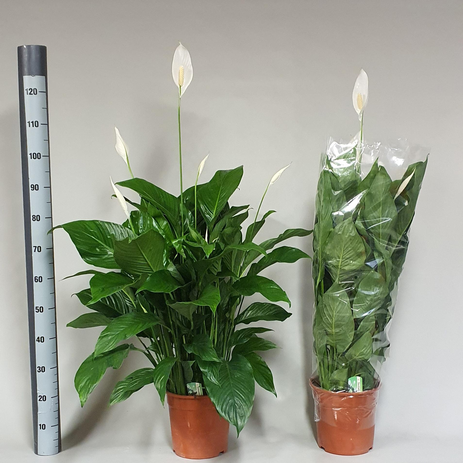 Горшечные цветы и растения оптом Spath Sweet Lauretta от 1шт из Голландии с доставкой по России