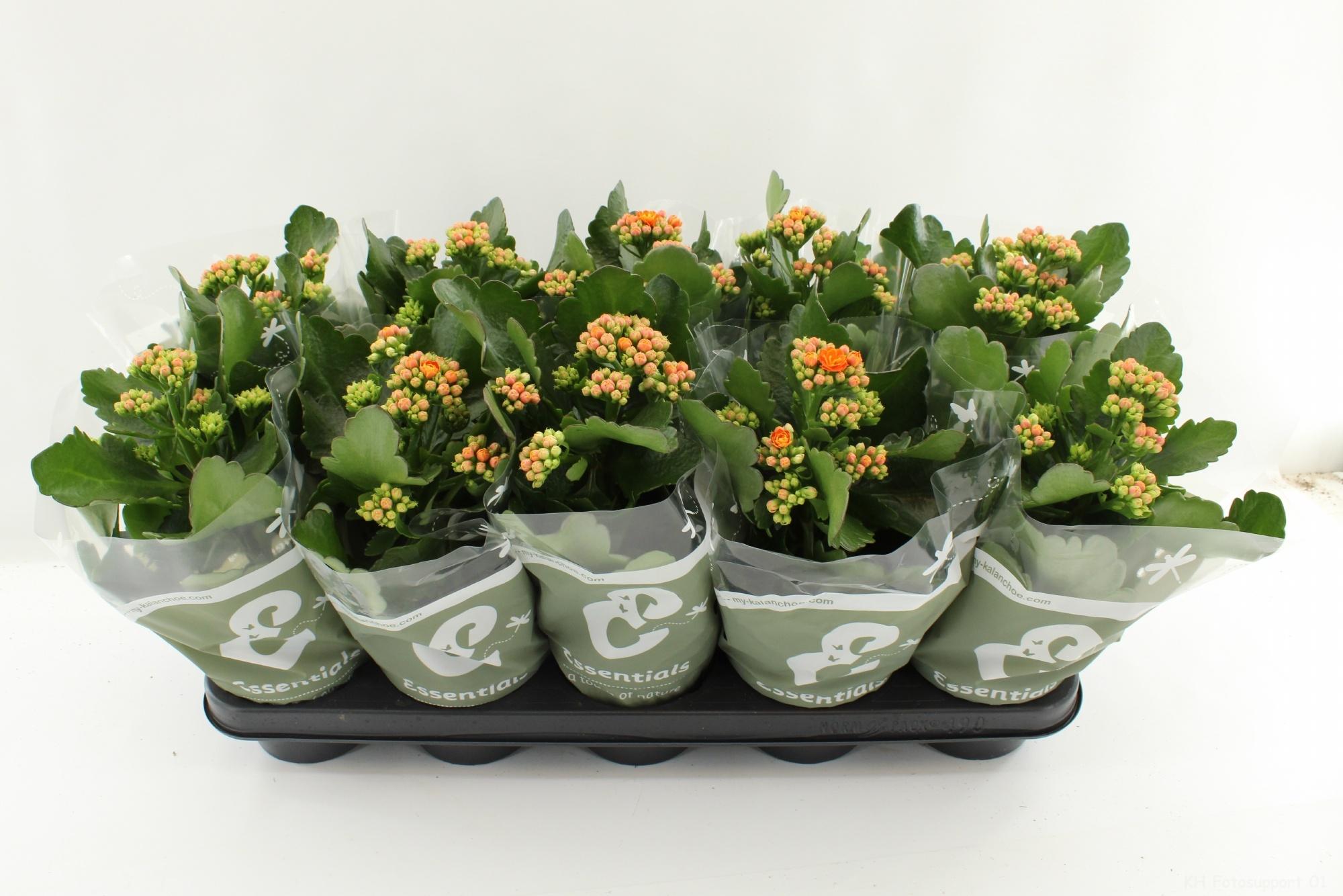 Горшечные цветы и растения оптом Kal Ge Perfecta Oran от 10шт из Голландии с доставкой по России