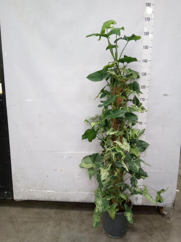 Горшечные цветы и растения оптом Syngonium   ... от 1шт из Голландии с доставкой по России