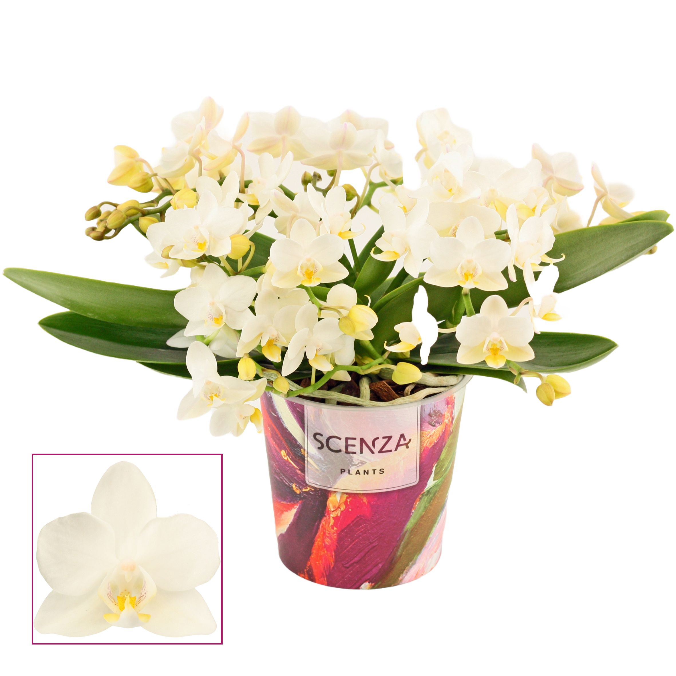 Горшечные цветы и растения оптом Phal Table Whitney 4+ (scenza) от 5шт из Голландии с доставкой по России