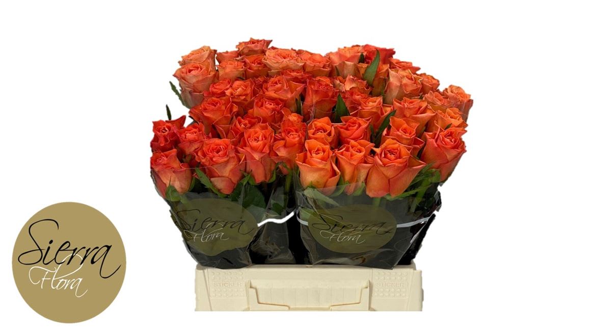 Срезанные цветы оптом Rosa large orange wave от 50шт из Голландии с доставкой по России