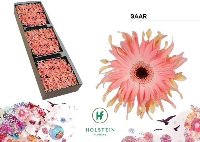 Срезанные цветы оптом Gerbera gerpasta saar от 45шт из Голландии с доставкой по России