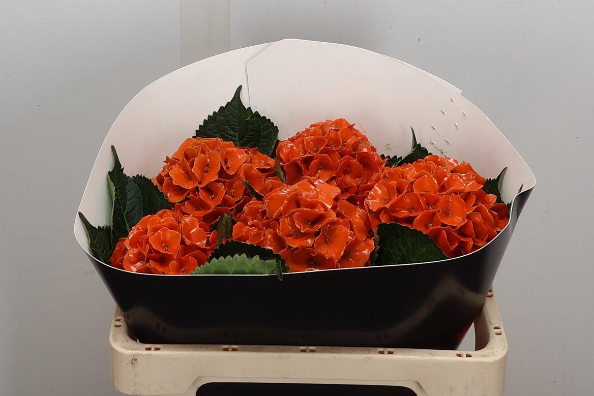 Срезанные цветы оптом Hydrangea paint wax orange от 5шт из Голландии с доставкой по России