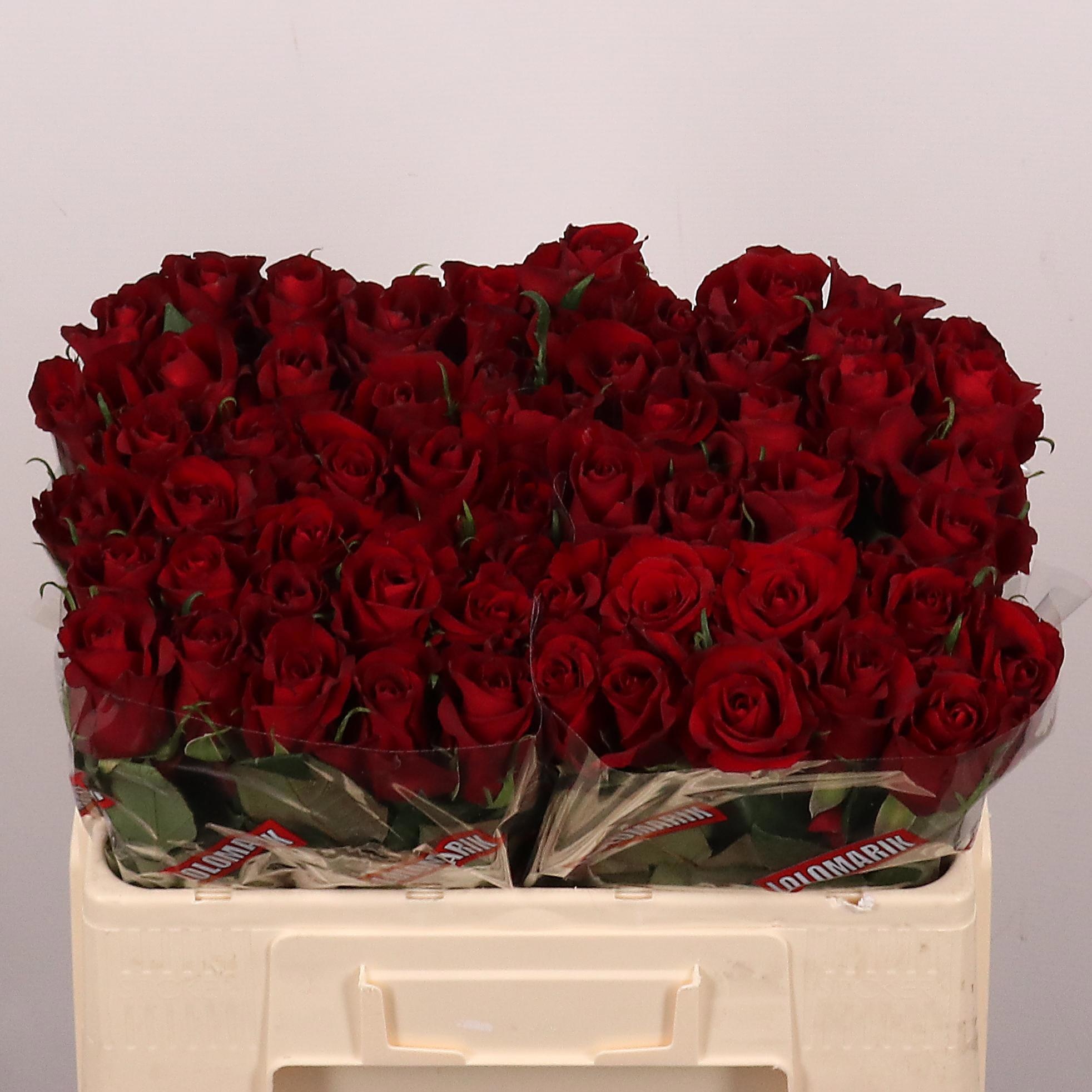 Срезанные цветы оптом Rosa large ever red от 60шт из Голландии с доставкой по России
