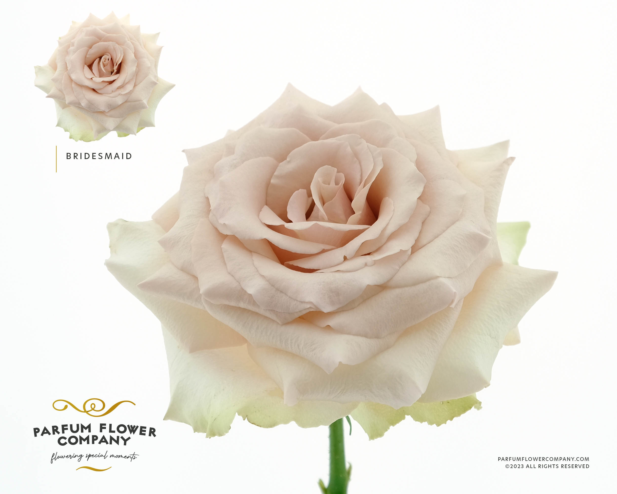 Срезанные цветы оптом Rosa la garden bridesmaid от 24шт из Голландии с доставкой по России
