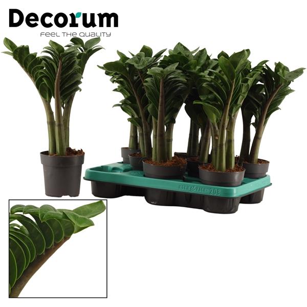 Горшечные цветы и растения оптом Zamioculcas Zenzi 3+ (decorum) от 8шт из Голландии с доставкой по России