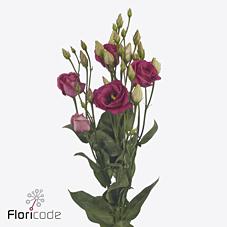 Срезанные цветы оптом Lisianthus do rosita cherry от 40шт из Голландии с доставкой по России