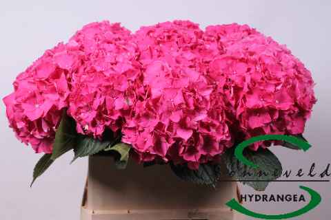 Срезанные цветы оптом Hydrangea rodeo red от 10шт из Голландии с доставкой по России
