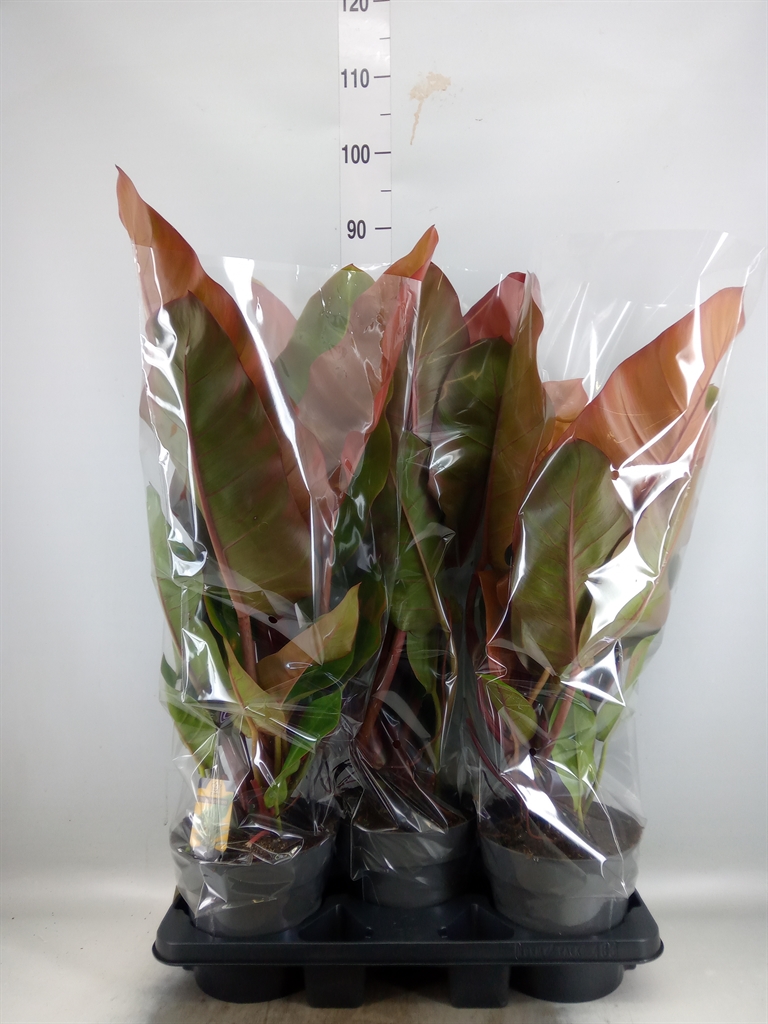Горшечные цветы и растения оптом Philodendron   ... от 3шт из Голландии с доставкой по России