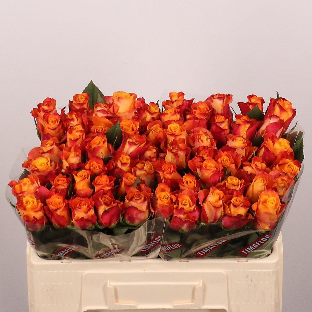 Срезанные цветы оптом Rosa large mariyo! от 60шт. из Голландии с доставкой по России