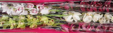 Срезанные цветы оптом Minicymbidium mix christmas от 10шт. из Голландии с доставкой по России