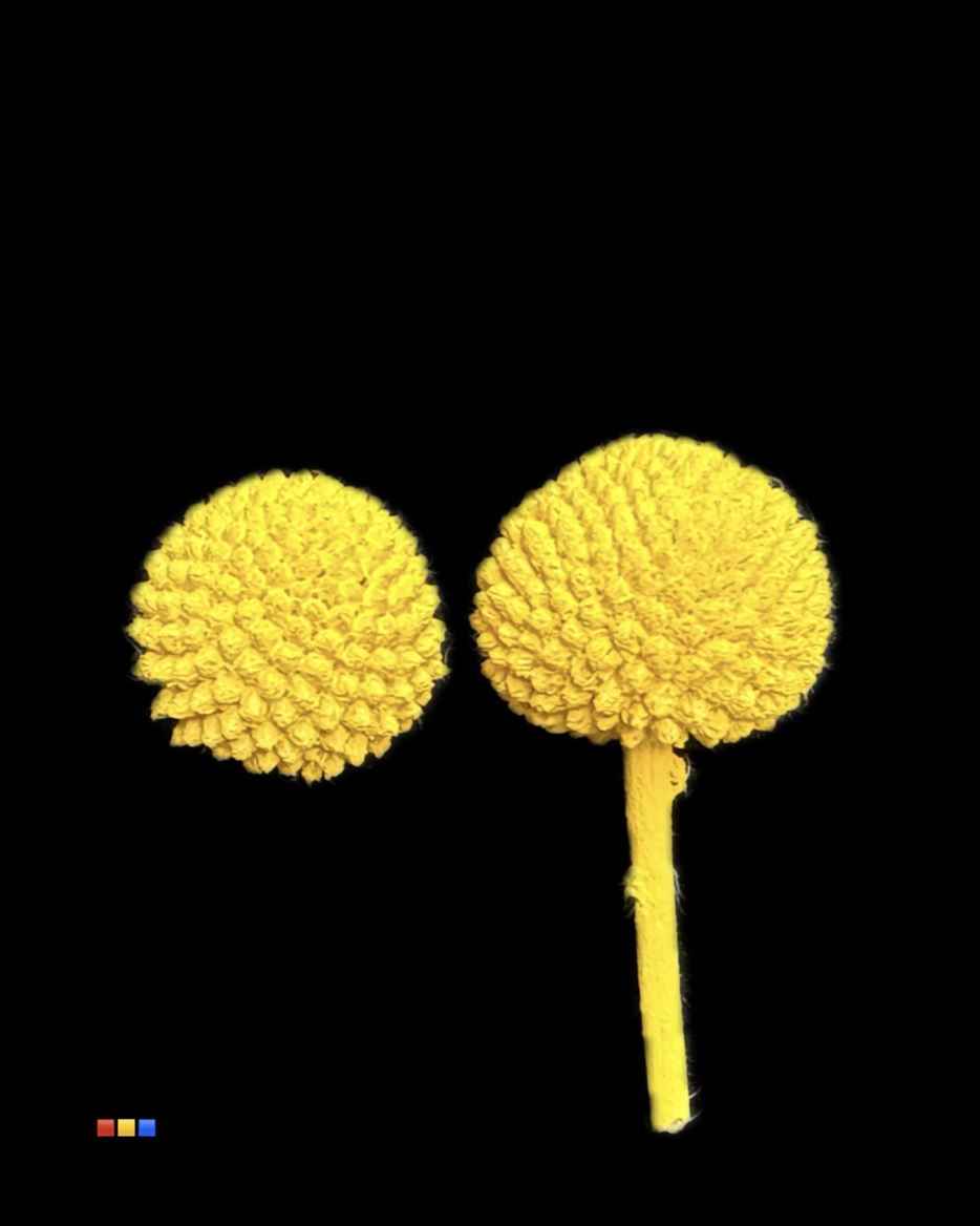 Срезанные цветы оптом Craspedia paint yellow от 100шт из Голландии с доставкой по России