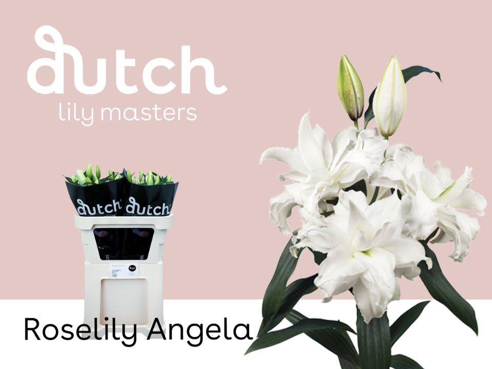 Срезанные цветы оптом Lilium or dbl roselily angela от 40шт из Голландии с доставкой по России