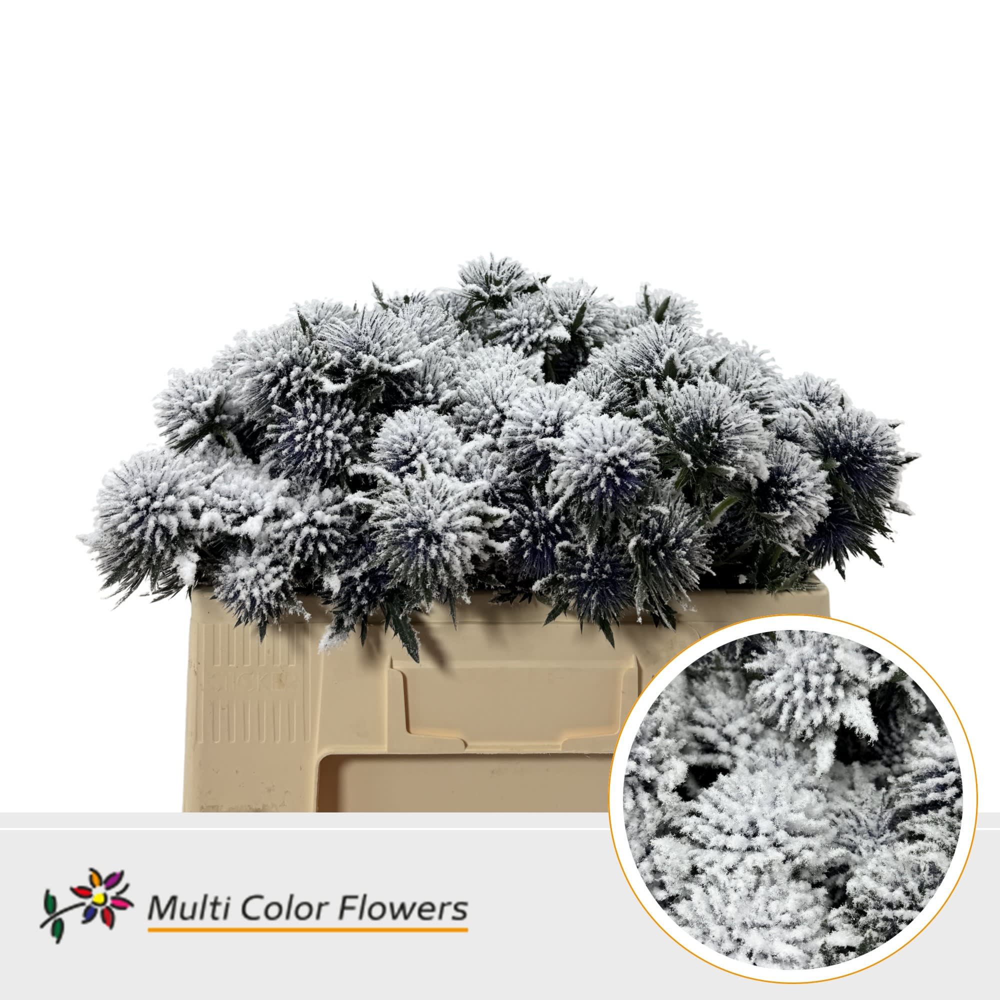 Срезанные цветы оптом Eryngium paint snow от 60шт из Голландии с доставкой по России